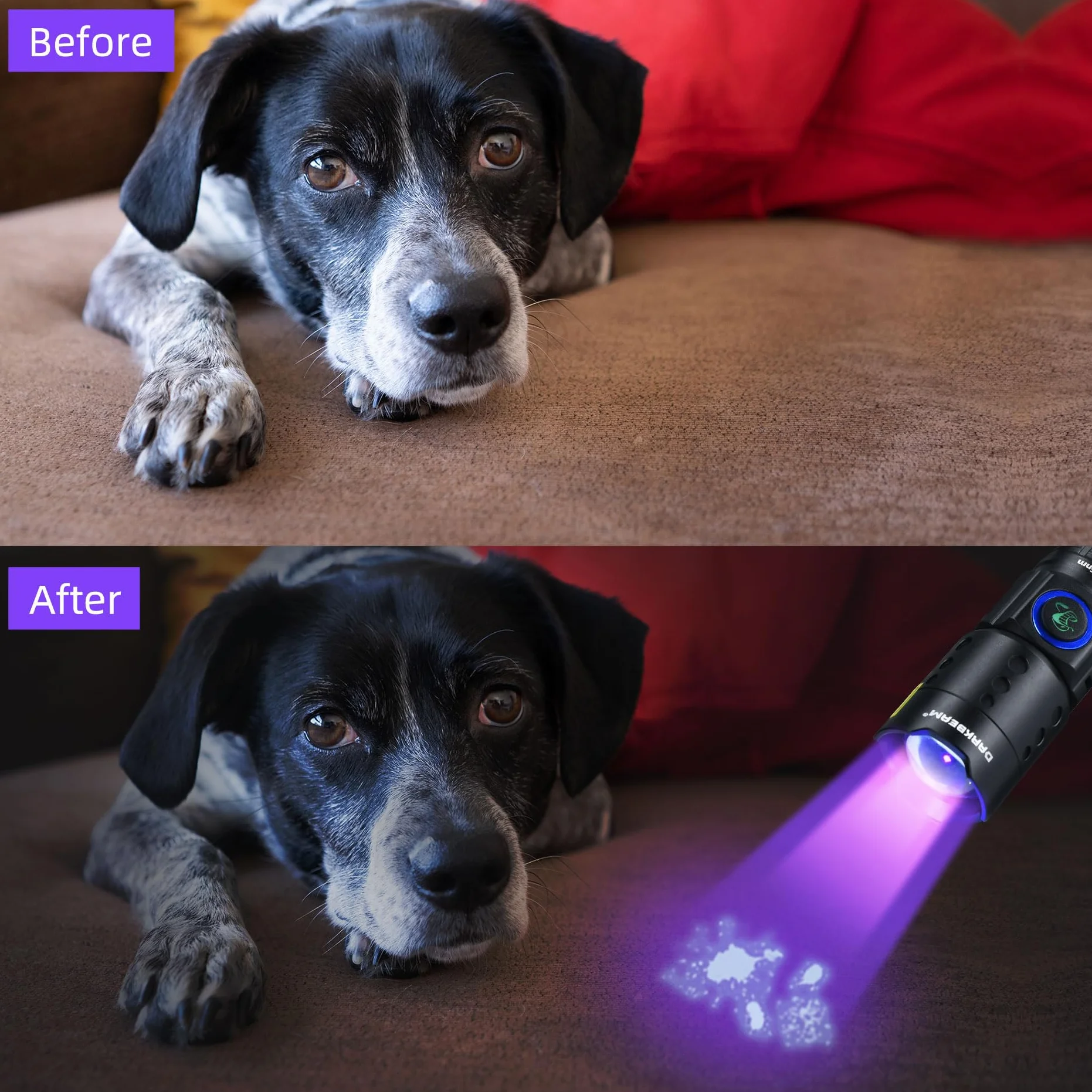 DARKBEAM Torcia UV a luce nera a LED 395 NM, torce ultraviolette, lampada di Wood USB-C ricaricabile, resistente all'acqua, focalizzabile, per rilevamento perdite e polimerizzazione in resina UV
